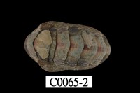 藏品(錦石鼈)的圖片